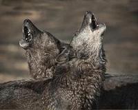 Wolves at the door, Alpine shepherd can't imagine any other life
