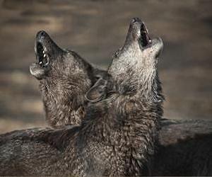 Wolves howl because they care