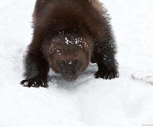 Study: Wolverines need refrigerators