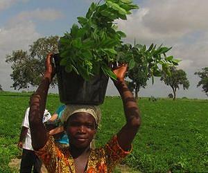 Big data project reveals where carbon-stocking projects in Africa provide the greatest benefits