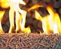 Biomass heating could get a 'green' boost with the help of fungi