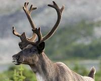 Canada caribou herds, habitat continue to decline: report