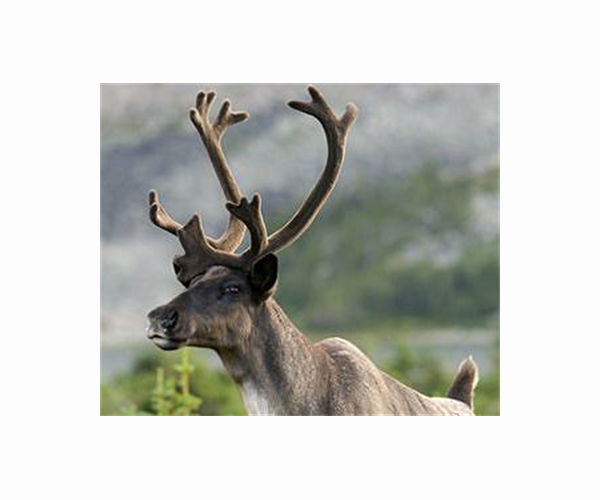In Canada's boreal forest, one man works to save caribou