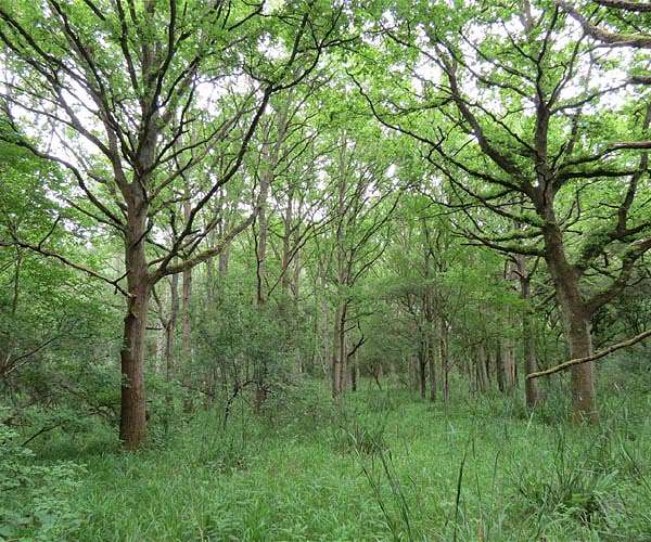 Environmental bodies concerned by new UK government's climate comments