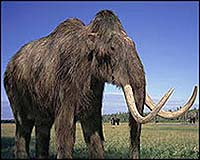 Ancient DNA Traces The Woolly Mammoth Disappearance