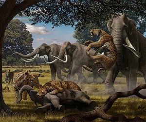 Humans said innocent in mammoth extinction