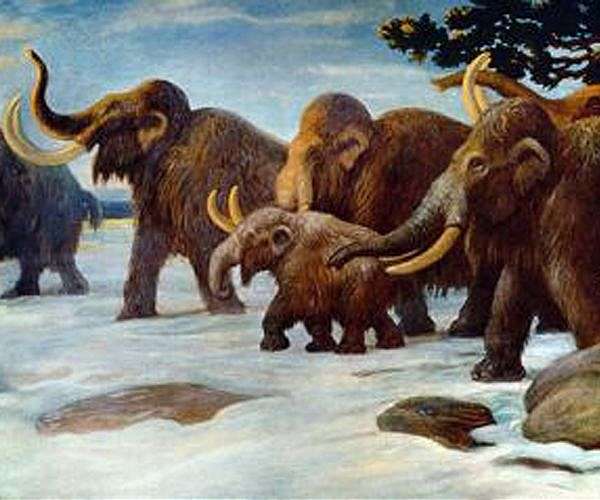 Meatball from extinct mammoth unveiled by food tech firm