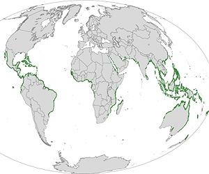 Declining mangroves shield against global warming