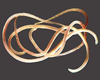 Study finds worm is actually two species