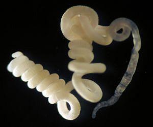 Marine worm feeds on carbon monoxide and hydrogen sulphide with the help of symbiotic bacteria