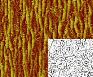 Directed Self-Assembly Of Vertical Nanotubes For Biosensors, Logic, Nano-Biofuel Cells
