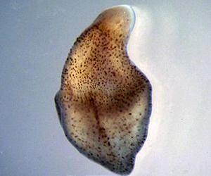 Controversial worm keeps its position as the progenitor of mankind