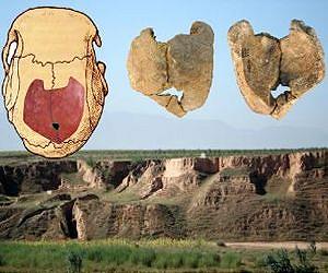 Skulls of early humans carry telltale signs of inbreeding