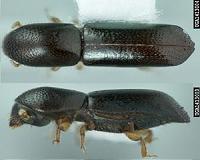 New yeast species travelled the globe with a little help from the beetles