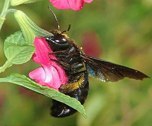 Bees underwent massive extinction when dinosaurs did