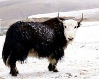 At least 300 Himalayan yaks starve to death in India