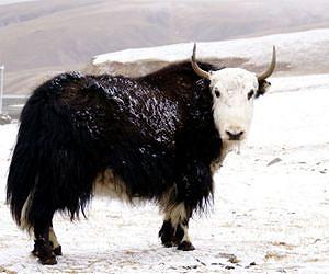Yak genome provides new insights into high altitude adaptation