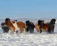 Adapting to -70 degrees in Siberia: A tale of Yakutian horses