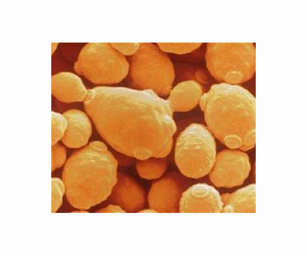 Yeast demonstrates survival skills under Mars conditions