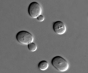 More efficient production of biofuels from waste with the help of modified yeasts