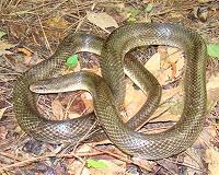 North America's yellow-bellied kingsnake is actually three species