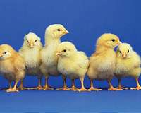 More exact, ethical method to tell the sex of baby chickens
