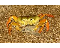 Turtle power: How hatching together avoids capture