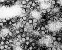 Thousands of monkeys are dying from yellow fever in Brazil