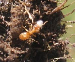 Ants farm root aphid clones in subterranean rooms