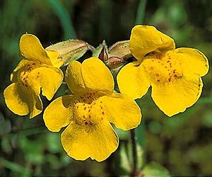 Genome Inversion Gives Plant A New Lifestyle