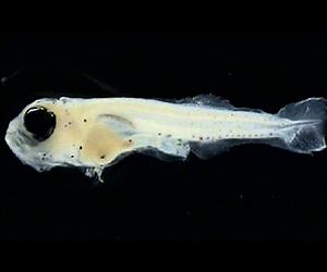 Anxiety drug pollution makes fish go rogue: study