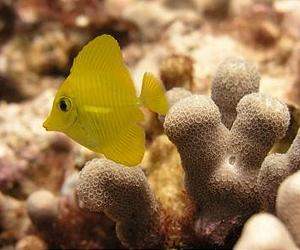 Drifting Fish Larvae Allow Marine Reserves To Rebuild Fisheries