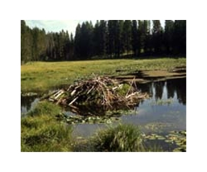Flooding hinders US Yellowstone river cleanup