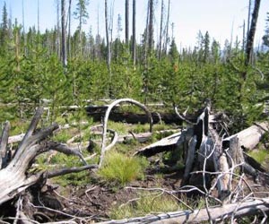 Debate erupts over plans to harvest burned timber in California