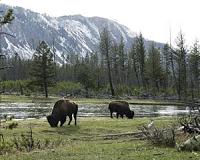 Scientists, feds aim to curb spread of brucellosis in Yellowstone