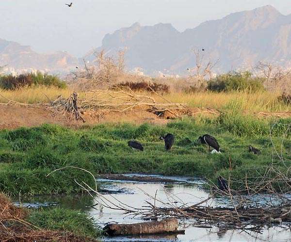 Oil leaks, toxic emissions as Israel strike worsens Yemen pollution: NGOs