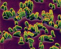 New cell sorting method developed by UH Manoa mechanical engineer