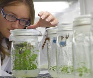 Genetic Map Will Speed Up Plant Breeding Of Critical Medicinal Crop