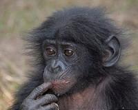 Bonobos prefer jerks