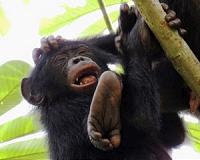 Unlike people, bonobos don't 'look for the helpers'