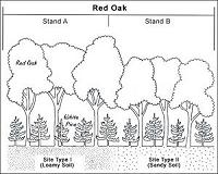 Air quality and ozone pollution models for forested areas may be too simple