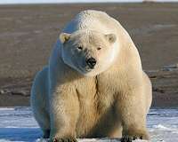Bear necessities: cooler home for S. Korea's last polar bear