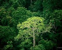 Smithsonian Scientists Discover Tropical Tree Microbiome in Panama