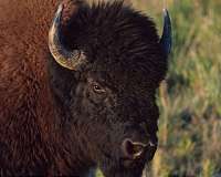 The controversial origin of a symbol of the American west