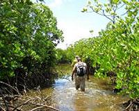 Creation of an island: The extinction of animals on Zanzibar
