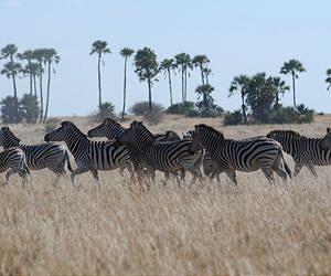 NASA satellites used to predict zebra migrations