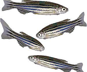 Zebrafish regrow fins using multiple cell types, not identical stem cells