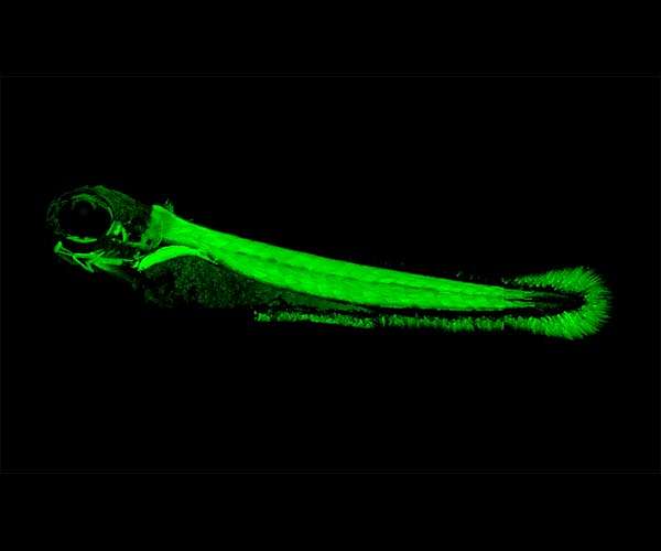 How did vertebrates first evolve jaws?