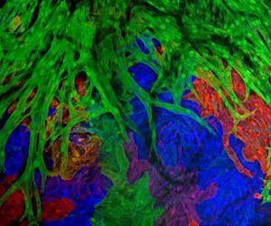 Just a few cell clones can make heart muscle