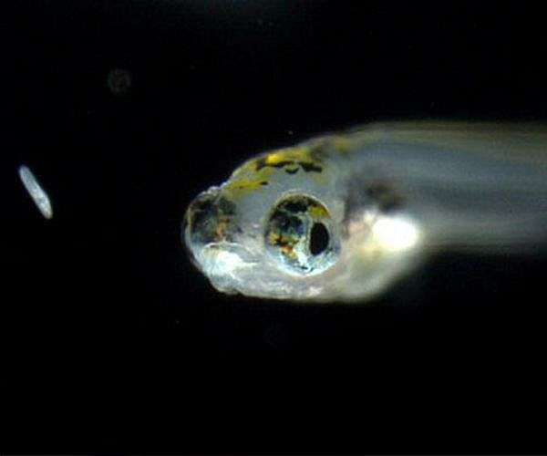 Zebrafish thrive in space experiment on China's space station